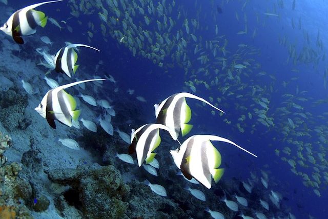 Découverte Seychelles