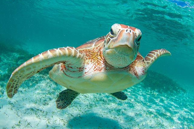 Baignade - Snorkeling Seychelles