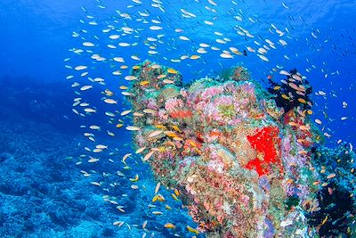 Fond marin - Seychelles