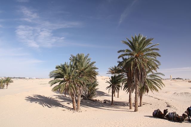 Randonnée avec chameau Tunisie