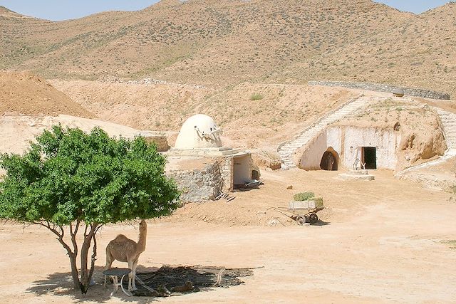 Randonnée avec chameau Tunisie