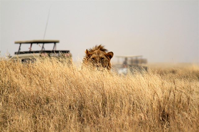 Safari Tanzanie Ngorongoro
