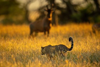 Topi observant un Léopard - Tanzanie