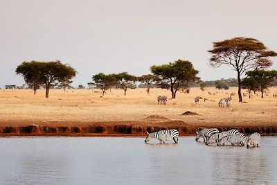 Parc de Serengeti  - Tanzanie