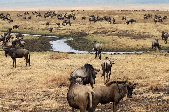 Safari Tanzanie Parcs Nationaux du Nord