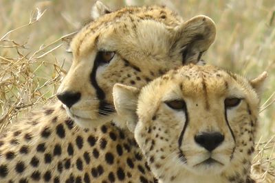 Safari - Parc national du Serengeti - Tanzanie
