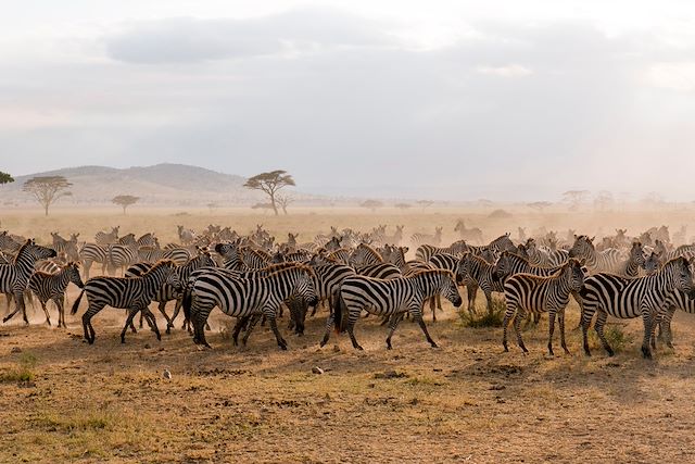 Safari Tanzanie Parcs Nationaux du Nord