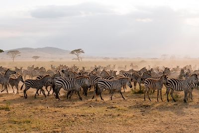 Spécial grande migration du Serengeti