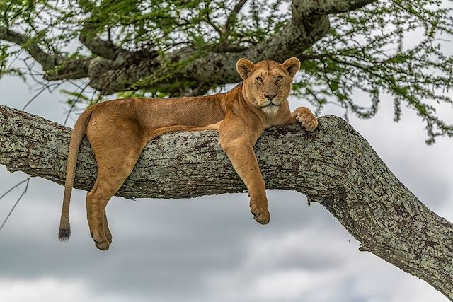 Safari Tanzanie Parcs Nationaux du Nord