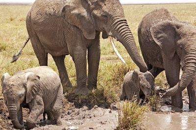 Parc national du Serengeti - Tanzanie