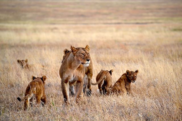 Safari Tanzanie Ngorongoro
