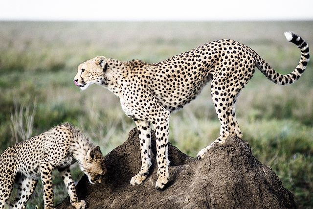 Safari Tanzanie Ngorongoro