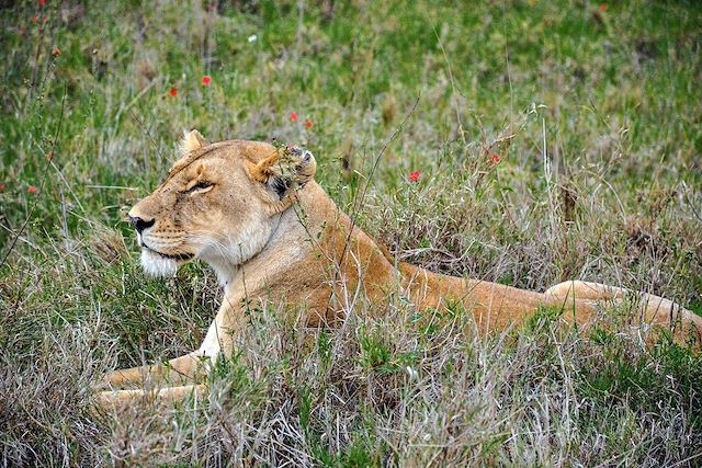 Safari en véhicule Tanzanie Parcs Nationaux du Nord