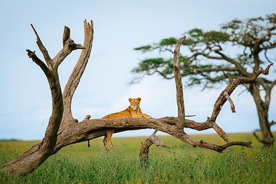 Du pays massaï au Serengeti, au rythme du bush