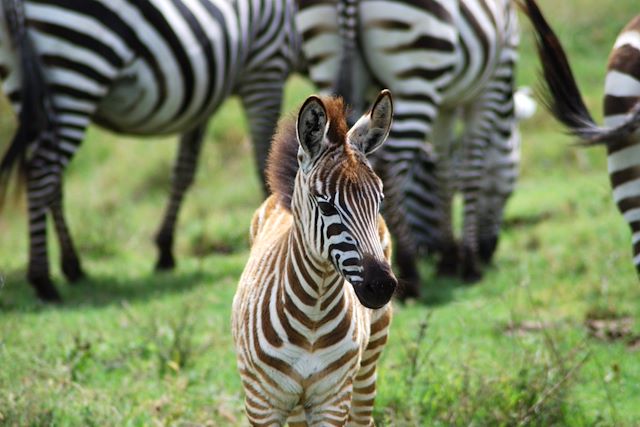 Safari Tanzanie Lac Manyara