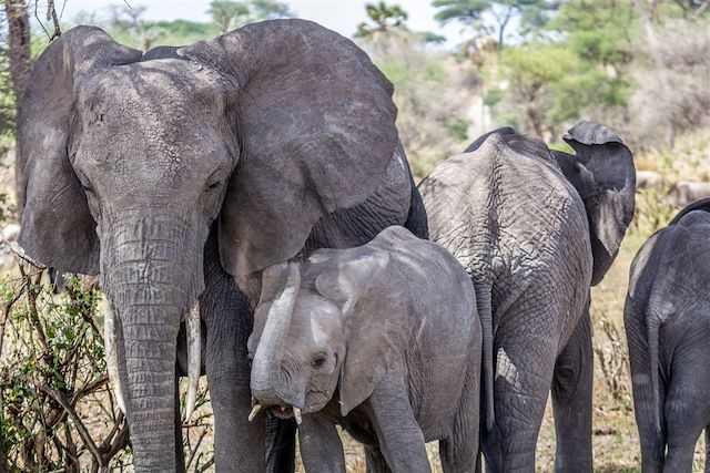 Safari Tanzanie Lac Manyara