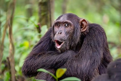 Chimpanzé - Ouganda