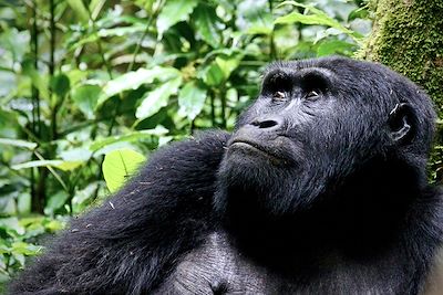 Gorille - Ouganda