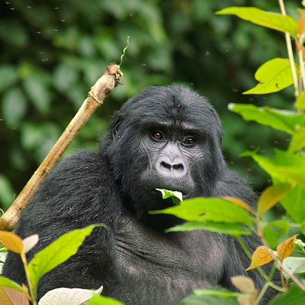 Le meilleur de l'Ouganda