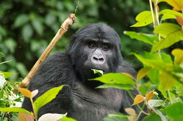 Safari Ouganda