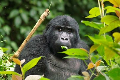 Gorille - Ouganda
