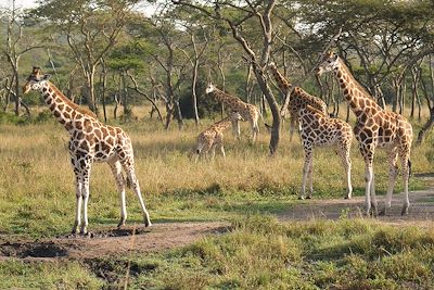 Girafes - Ouganda