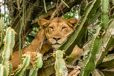 Mweya Safari Lodge - Parc National Queen Elizabeth - Ouganda