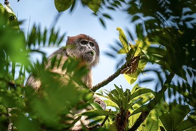 Singe Rouge Colobus - Ouganda