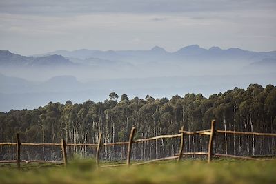 One&Only Gorilla's Nest - Parc National des Volcans - Rwanda