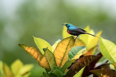 Parc national Murchison Falls - Ouganda