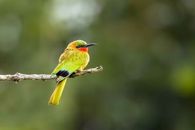 Parc national Murchison Falls - Ouganda