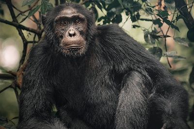 Safari naturaliste Ouganda & Rwanda