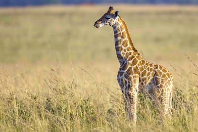 Girafe - Parc national Kidepo Valley - Ouganda 