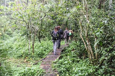 Promenade dans le parc national de Kibale - Ouganda