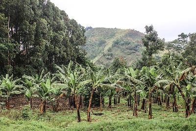 Parc national de Kibale - Ouganda