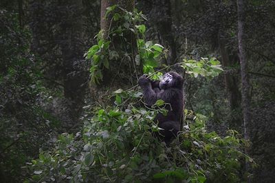 Gorille de montagne dans la forêt impénétrable de Bwindi - Ouganda