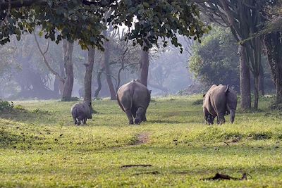 Rhinocéros - Ouganda