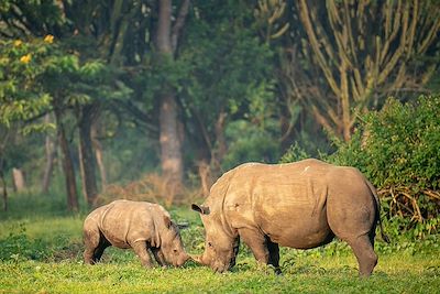 Rhinocéros - Ouganda