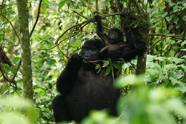 Safari Ouganda