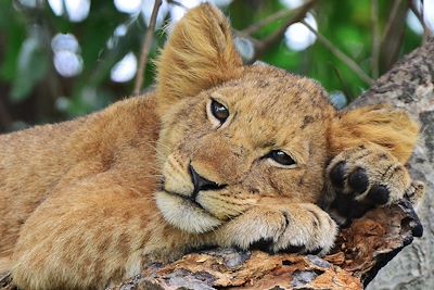Lion - Ouganda