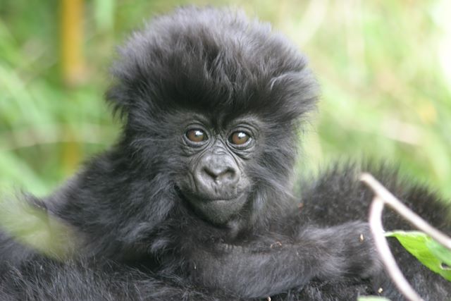 Observation animalière Ouganda