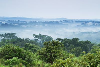 Forêts impénétrables et safaris