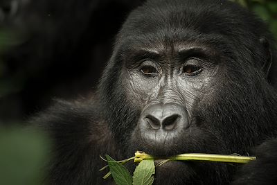 Gorille - Ouganda