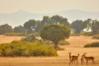 Queen Elizabeth National Park - Ouganda