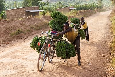 Transport de bananes plantain (Matooke) - Ouganda