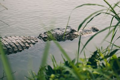 Alligator dans les Everglades - Floride - Etats-Unis