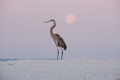 un oiseau sur une plage de Floride - Etats-Unis