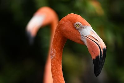 Flamants roses - Floride - Etats-Unis 