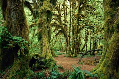 Quinault Rainforest - Olympic National Park - Etat de Washington - Etats-Unis