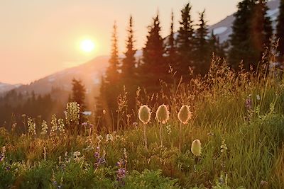 Mont Rainier - Etat de Washington - Etats-Unis